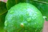Lime Tanaka Essential Oil
