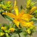St. John's wort - flower and buds