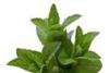 Peppermint Japanese Certified Organically Grown