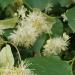 Small-leaved (Tilia cordata Mill.). Flowers. Powstańców Street in Katowice, Pola