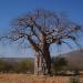 Baobab tree in front of a blue sky