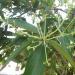 Cinnamomum verum J. Presl, Cinnamomum zeylanicum Nees - കറുക, കറുകപ്പട്ട