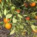 Clementine nechalim clementines and leaves
