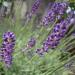 Lavanda nana (Lavandula angustifolia) var. "Hidcote blue"  Fam. Lamiaceae