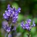 Lavandula angustifolia Bulgarian Lavender purple flowers