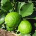 Lime Latifolia aka Tanaka aka Persian aka Tahiti Essential Oil