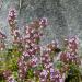  Thyme (Thymus vulgaris), Maltaberg (1600 m above sea level), Hohe Tauern Nation
