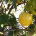 Grapefruit tree (Citrus x paradisi) in the Botanical garden of Trauttmansdorff C