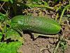  Cucumber Peel Botanical