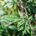 Artemisia_absinthium_in_Aveyron