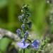 Helmet Skullcap (Scutellaria integrifolia) gailhampshire from Cradley, Ma