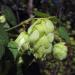 Hops (Humulus lupulus) growing wild along the Montour Trail in Moon Township, Al
