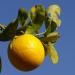 A lemon on a branch in front of a blue sky.