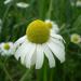 Chamomile Flowers German Tea Bag Cut