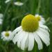 Chamomile Whole Flowers, Certified Organic