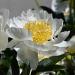 Paeonia lactiflora cv. Gold Rush Pair at Longwood Gardens