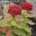 Rhodiola rosea, female, in Mount Ontake, Takayama, Gifu prefecture, Japan.