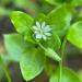 common chickweed (Stellaria media)