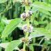 Wild corn mint, Mentha arvensis, White Mountains, elevation 1685 m (5525 ft)