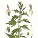Leonurus cardiaca plate 263 in: A. Masclef: Atlas des plantes de France Paris (1