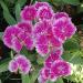 Pink dianthus flowers