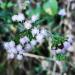 Davana: A flower in Western Ghats (Maharashtra.) Blossoms in winter. Davana: A flower in Western Ghats (Maharashtra.) Blossoms in winter.