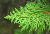 Flower Waters: Cedar Leaf aka Arborvitae True Hydrosol