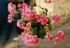 Geranium Rose, Bourbon Essential Oil DISCONTINUED