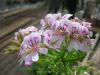 Geranium eo, Egypt