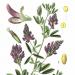 Drawing of the alfalfa plant by Amédée Masclef, Atlas des plantes de France.