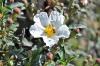 Hydrosol: Ciste Cistus Ladanifer True Hydrosol, France