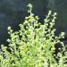 Artemisia-pallens-plant-B-Head-inflorescence-of-davana-at-blooming-stage Artemisia-pallens-plant-B-Head-inflorescence-of-davana-at-blooming-stage