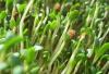 Alfalfa Leaf, Dried, Certified Organic