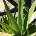 Aloe_Vera_Anarres