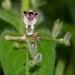 Andrographis_Anarres