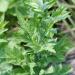 Mugwort, Organically Farmed in Ontario