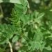 Photo of the Astragalus membranaceus plant