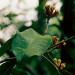 Branch of a clove tree [Syzygium aromaticum] with buds. Bali, Indonesia