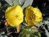  Evening Primrose, Certified Organically Grown, Virgin