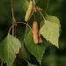 Silver birch Betula pendula aggr. leaves