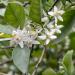 Flowers of bitter orange (Citrus aurantium). Kozan, Adana - Turkey.