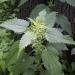 Stinging Nettle Urtica dioica by Uwe H. Friese, Bremerhaven 2003