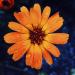 Calendula officinalis aka pot marigold, a flowering plant in the daisy family