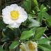 Camellia oleifera flowers for Camellia Seed Oil, Organic