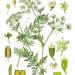 Caraway Seeds Franz Eugen Köhler, Köhler's Medizinal-Pflanzen