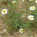 Chamaemelum nobile Roman chamomile growing in bare ground