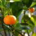  Mandarin fruit on a tree branch (Citrus reticulata) photographed in a greenhous