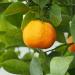 Mandarine (Citrus reticulata) cultivated in the Palm House in Wałbrzych, Poland.