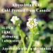 Post for Crambe abyssinica, growing in Turkey