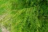 Cedarwood Chinese Essential Oil